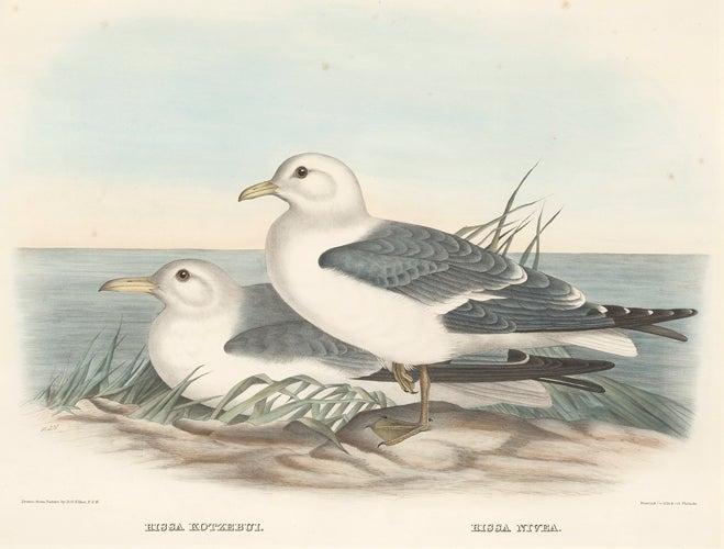Item nr. 154943 Rissa Kotzebui and Rissa Nivea. The New and Heretofore Unfigured Species of the Birds of North America. Daniel Giraud Elliot.