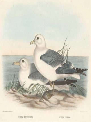 Rissa Kotzebui and Rissa Nivea. The New and Heretofore Unfigured Species of the Birds of North America