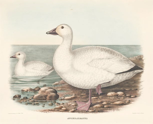Item nr. 154944 Anser Albatus. The New and Heretofore Unfigured Species of the Birds of North America. Daniel Giraud Elliot.