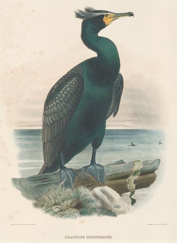 Item nr. 154945 Graculus Cincinnatus. The New and Heretofore Unfigured Species of the Birds of North America. Daniel Giraud Elliot.