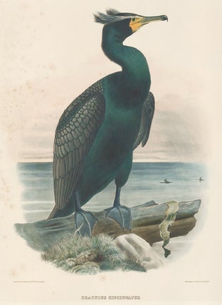 Graculus Cincinnatus. The New and Heretofore Unfigured Species of the Birds of North America