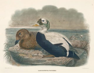 Lampronetta Fischeri. The New and Heretofore Unfigured Species of the Birds of North America