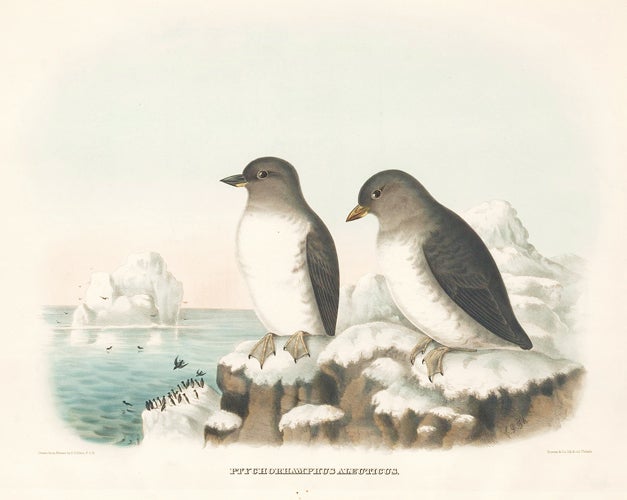 Item nr. 154947 Ptychorhamphus Aleuticus. The New and Heretofore Unfigured Species of the Birds of North America. Daniel Giraud Elliot.