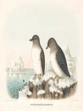 Ptychorhamphus Aleuticus. The New and Heretofore Unfigured Species of the Birds of North America