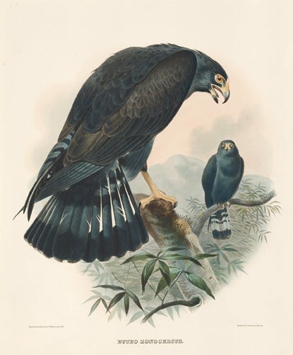 Item nr. 154948 Buteo Zonocercus. The New and Heretofore Unfigured Species of the Birds of North America. Daniel Giraud Elliot.
