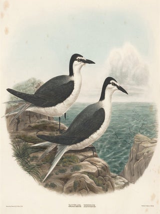 Haliplana Discolor. The New and Heretofore Unfigured Species of the Birds of North America