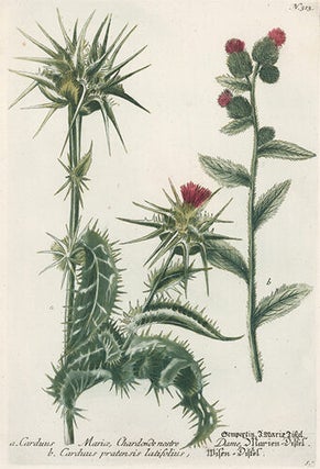 Item nr. 154953 Carduus Mariae. Phytanthoza Iconographia. Johann Wilhelm Weinmann