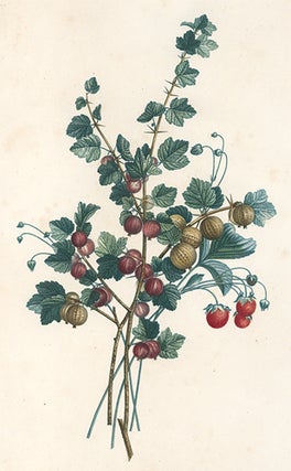 Item nr. 154983 Gooseberries. Collection des Fleurs et des Fruits, peints d'apres nature. Jean...
