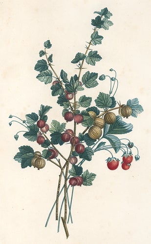 Item nr. 154983 Gooseberries. Collection des Fleurs et des Fruits, peints d'apres nature. Jean Prevost.