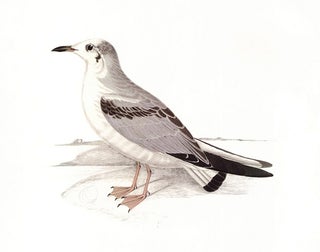 Bonaparte's Gull. Birds of the Pacific Slope.