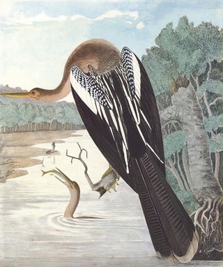Item nr. 155006 Anhinga. Birds of the Pacific Slope. Andrew Jackson Grayson