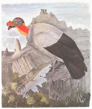 Item nr. 155007 King Vulture. Birds of the Pacific Slope. Andrew Jackson Grayson