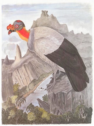 King Vulture. Birds of the Pacific Slope.