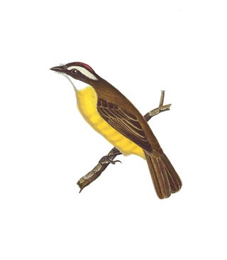 Item nr. 155009 Social Flycatcher. Birds of the Pacific Slope. Andrew Jackson Grayson