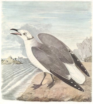 Item nr. 155010 Laughing Gull. Birds of the Pacific Slope. Andrew Jackson Grayson