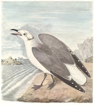 Laughing Gull. Birds of the Pacific Slope.