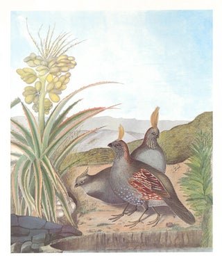 Elegant Quail. Birds of the Pacific Slope.