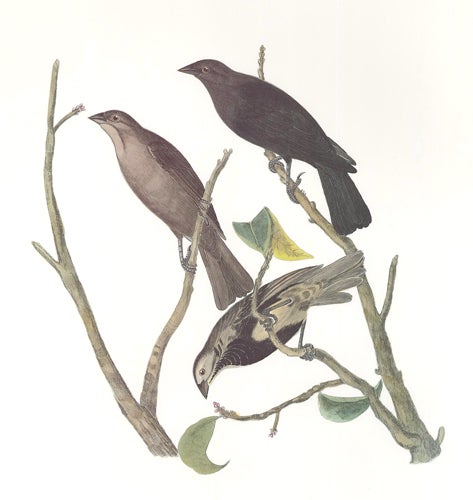 Item nr. 155014 Brown-Headed Cowbird. Birds of the Pacific Slope. Andrew Jackson Grayson.