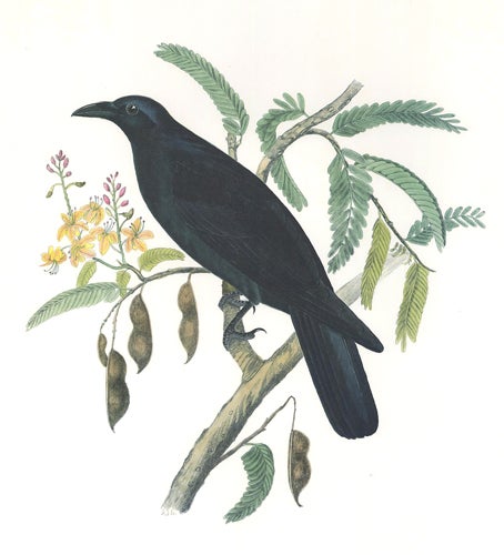 Item nr. 155015 Mexican Crow. Birds of the Pacific Slope. Andrew Jackson Grayson.