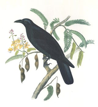 Mexican Crow. Birds of the Pacific Slope.