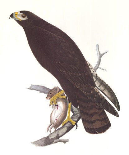 Item nr. 155016 Zone-Tailed Hawk. Birds of the Pacific Slope. Andrew Jackson Grayson.
