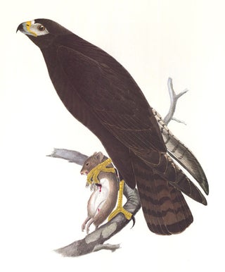 Zone-Tailed Hawk. Birds of the Pacific Slope.