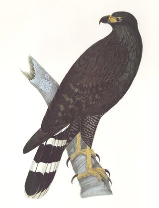 Item nr. 155019 Great Black-Hawk. Birds of the Pacific Slope. Andrew Jackson Grayson