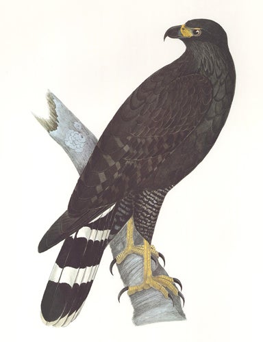 Item nr. 155019 Great Black-Hawk. Birds of the Pacific Slope. Andrew Jackson Grayson.