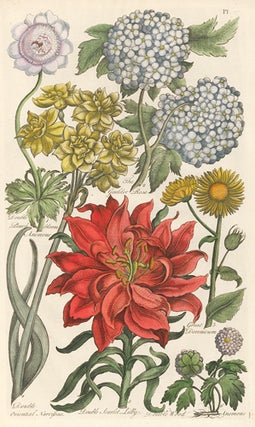 Item nr. 155041 Peach Anemone, the Guelder Rose, Great Doronicum. Eden: or a Compleat Body of...
