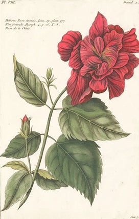 Item nr. 155051 Hibiscus Rosa. Herbarium Amboinense. Georg Eberhard Rumpf