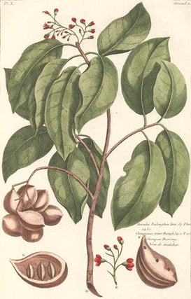 Item nr. 155053 Sterculia Balanghas. Herbarium Amboinense. Georg Eberhard Rumpf