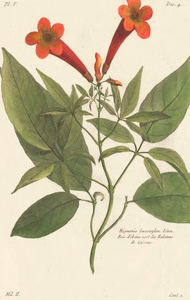 Item nr. 155055 Bignonia leucoxylon. Herbarium Amboinense. Georg Eberhard Rumpf