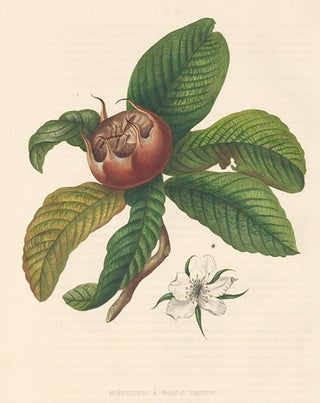 Item nr. 155117 Neflier a Gros Fruit. Annales de Pomologie. Commission Royale de Pomologie