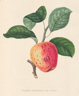 Item nr. 155160 Pomme Pigeonnet de Rouen. Annales de Pomologie. Commission Royale de Pomologie