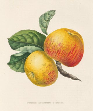 Item nr. 155162 Pomme Reinette Coulon. Annales de Pomologie. Commission Royale de Pomologie