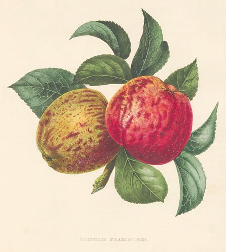 Item nr. 155165 Pomme Framboise. Annales de Pomologie. Commission Royale de Pomologie.