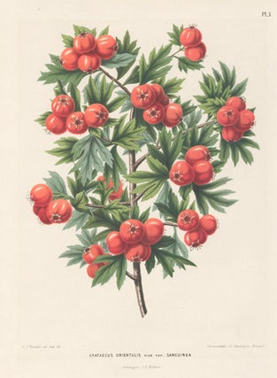 Item nr. 155169 Crataegus Orientalis. Flora. G. after A. J. Wendel Severeyns