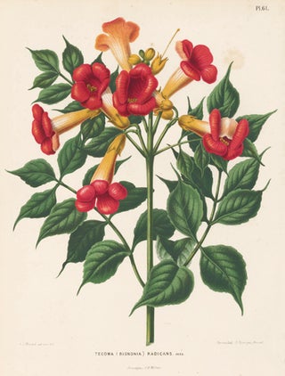 Item nr. 155170 Tecoma (Bignonia) Radicans. Flora. G. after A. J. Wendel Severeyns