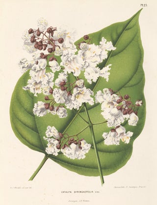 Item nr. 155171 Catalpa Syringaifolia. Flora. G. after A. J. Wendel Severeyns