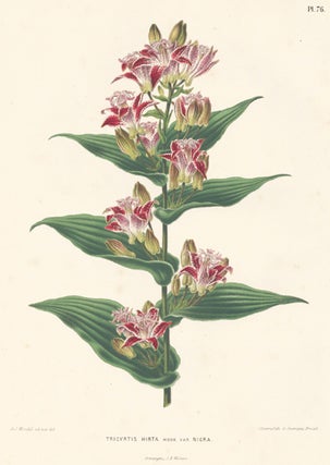 Item nr. 155172 Tricyrtis Hirta. Flora. G. after A. J. Wendel Severeyns