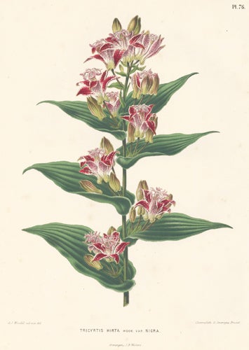Item nr. 155172 Tricyrtis Hirta. Flora. G. after A. J. Wendel Severeyns.