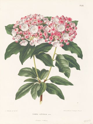 Item nr. 155173 Kalmia Latifolia. Flora. G. after A. J. Wendel Severeyns