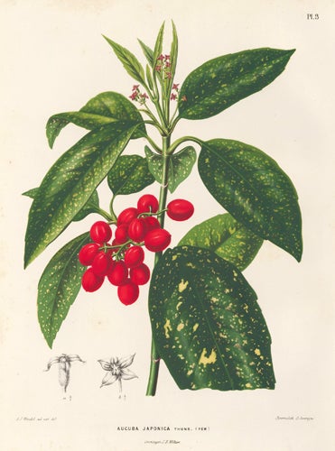 Item nr. 155176 Aucuba Japonica. Flora. G. after A. J. Wendel Severeyns.