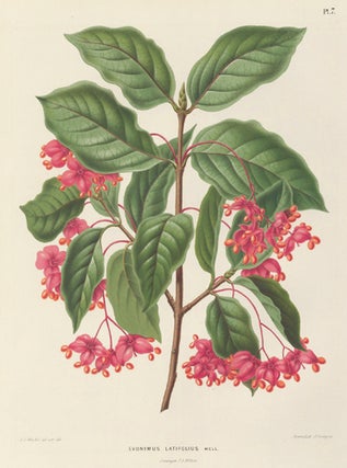 Item nr. 155179 Evonymus Latifolius. Flora. G. after A. J. Wendel Severeyns