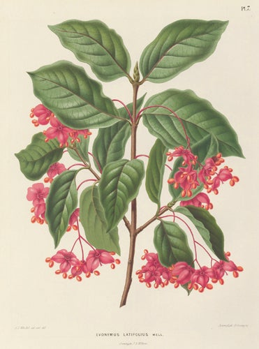 Item nr. 155179 Evonymus Latifolius. Flora. G. after A. J. Wendel Severeyns.