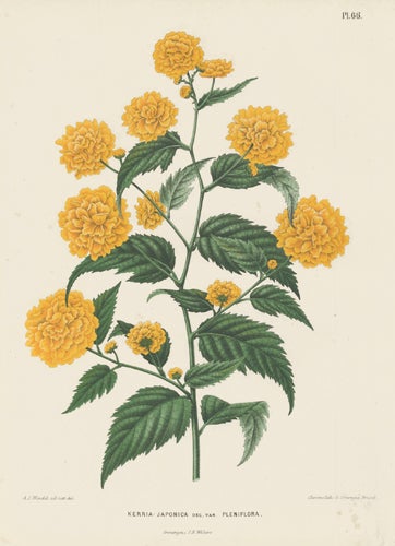 Item nr. 155180 Kerria Japonica. Flora. G. after A. J. Wendel Severeyns.