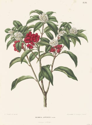 Item nr. 155181 Skimma Japonica. Flora. G. after A. J. Wendel Severeyns