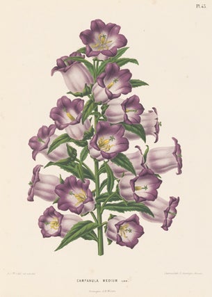 Item nr. 155182 Campanula Medium. Flora. G. after A. J. Wendel Severeyns