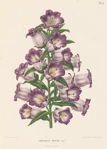 Item nr. 155182 Campanula Medium. Flora. G. after A. J. Wendel Severeyns.