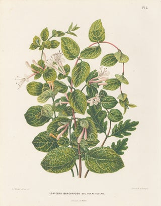 Item nr. 155203 Lonicera Brachypoda. Flora. G. after A. J. Wendel Severeyns